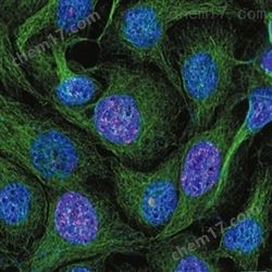 激光共聚焦顯微鏡檢測技術(shù)服務(wù)